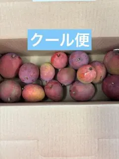 クール便 宮古島産ミニマンゴー詰め合わせ1kg強のサムネイル