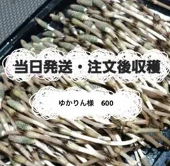 ゆかりん様専用