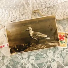 ヴィンテージ ロンドン　カモメさんのポストカード　イギリス　紙物　PCA1932