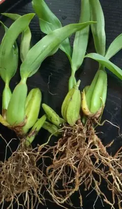 洋ラン　2苗　花茶系？　②のサムネイル