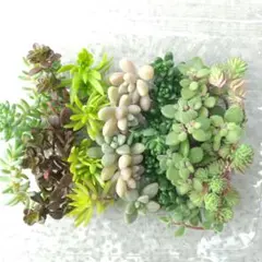 多肉植物 セダムカット苗詰め合わせ①