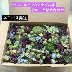 2026年最新】多肉植物 センペルビウム セットの人気アイテム - メルカリ