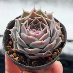 KA45様 リクエスト 2点 まとめ商品