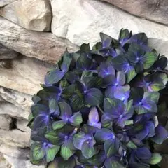 【速達発送】アリコ様 リクエスト 2点 まとめ商品