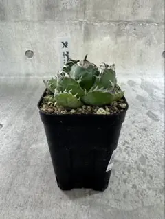 2026年最新】魔丸 アガベの人気アイテム - メルカリ