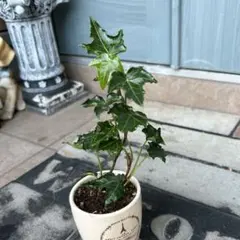 しおり様 リクエスト 3点 まとめ商品