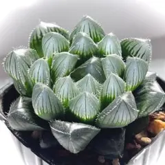 激安】オブツーサ ブルーレンズ 美粒 透明粒 ハオルチア 高級品 良株
