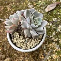 碧様 リクエスト 3点 まとめ商品