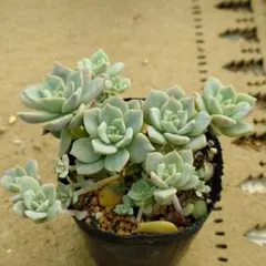 ペレスデラロサエ×eurychlamys×ストリクチフローラ多肉植物抜き苗うにのサムネイル