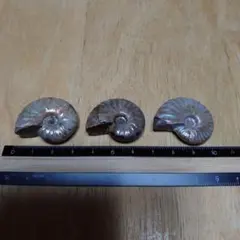 化石 アンモナイト 二枚貝 頭足類 3点セット - メルカリ