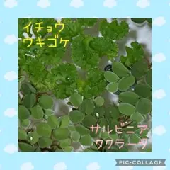 ちあしゃけ様 リクエスト 2点 まとめ商品