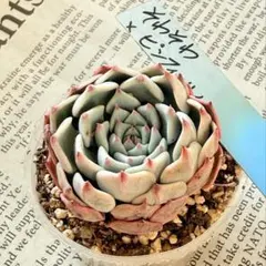 2026年最新】おらいさん苗 そわそわの人気アイテム - メルカリ