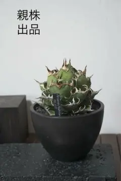 アガベ　アリゾナアンビション　arizona ambition fit=scale-down,w=1200