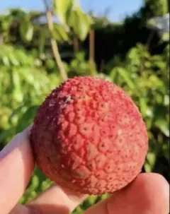 特大ライチ　花満開　台湾玉荷苞プリンセスの笑顔 ライチ取木苗木(大) レイシ 台湾玉荷苞 改良品種プリンセスの笑顔
