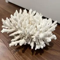 2026年最新】珊瑚置物の人気アイテム - メルカリ