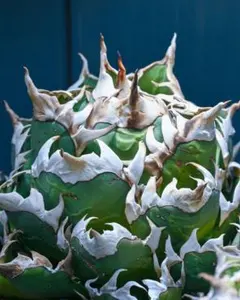 2026年最新】AGAVE godzillaの人気アイテム - メルカリ