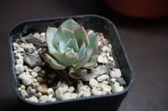 ストリクチフローラ　ノヴァ　エケベリア 多肉植物 小苗