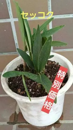 へのかっぱ様 リクエスト 2点 まとめ商品