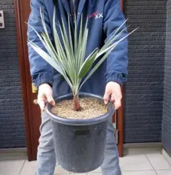 2025年最新】ブラヘア アルマータの人気アイテム - メルカリ