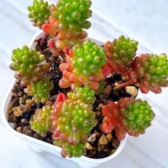 ☆レッドベリー錦2苗⑬☆抜き苗☆セダム☆多肉☆多肉植物☆寄せ植え