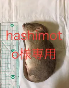 Item thumbnail for item 46512063-e423-4d5a-9acc-cc982e39c669