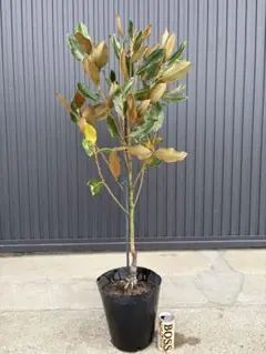 の*こ様 リトルジェム タイサンボク マグノリア 苗木 87cm 2025年最新