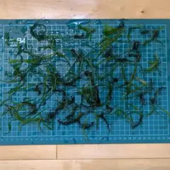 2026年最新】本ナロー ミクロソリウムの人気アイテム - メルカリ