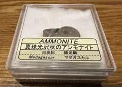 特別価格】マダガスカル産 アンモナイト化石青（ビューダンティセラス