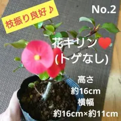 No.3【沖縄から♪】花キリン(大タイプ)♥️開花中♪ - メルカリ