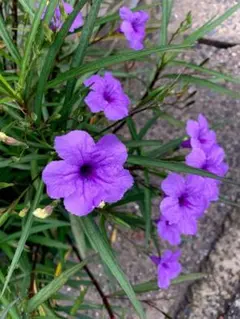 ayumi様 リクエスト 2点 まとめ商品