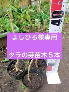 2026年最新】タラの芽苗木の人気アイテム - メルカリ