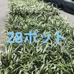 タマリュウ 3口450株 (60サイズ) - メルカリ