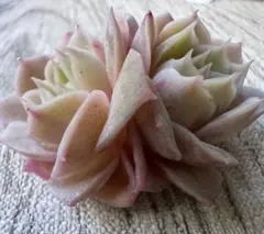 と*も様 No.c339新入荷　オンスロー錦　エケベリア　撮影11月19日