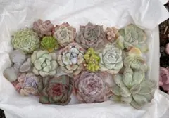 9. そのまま飾れる！エケベリア＆セダムぎゅうぎゅう寄せ カラフル多肉セット