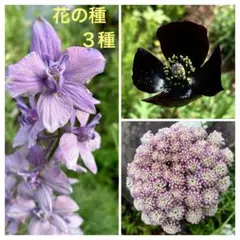 花の種 ３種 千鳥草アールグレイ＆ポピーブラックマジック＆ブラックレースフラワーのサムネイル