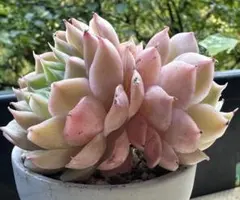 Y*i様 No.c983新品種　オンスロー錦　エケベリア　多肉植物　撮影12月4