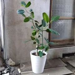 75 【大型160cm】フィカス・ベンガレンシス 観葉植物 曲がり樹形