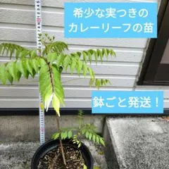 2026年最新】カレーリーフ苗の人気アイテム - メルカリ