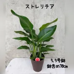 観葉植物　ストレリチア　5.5号 bのサムネイル