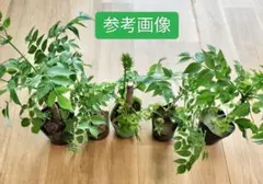 トゲなしタラの木　苗　2年生　（タラの芽の苗） 6個セットのサムネイル