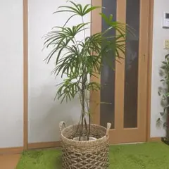 2025年最新】シュロチクの人気アイテム - メルカリ