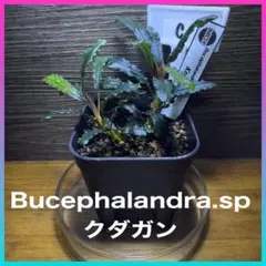 ロマンチック先輩様 リクエスト 2点 まとめ商品