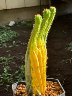 Peruvian torch, bridgesii 4本セット 抜き苗 Peruvian torch, bridgesii 4本セット 抜き苗 - メルカリ