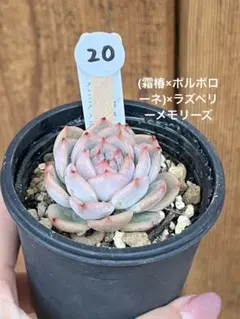 2026年最新】ポルボローネ 多肉植物の人気アイテム - メルカリ