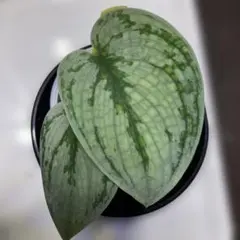 sakuranbo様 リクエスト 3点 まとめ商品