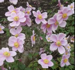 むちゅ(同送値引き★プロフ必読★)様 リクエスト 2点 まとめ商品