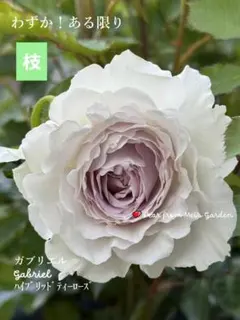 Blue Rose様専用 // 激レア品種/バラ枝/挿し穂セット