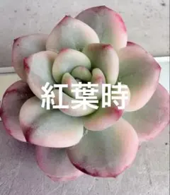 Top【選抜株】多肉植物 363375アリエル綴化 8個 鉢無し/脱土 - メルカリ