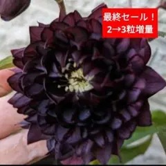 2026年最新】広瀬園芸のクレオパトラの人気アイテム - メルカリ