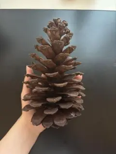 自然 大きめの茶色の松ぼっくり